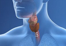 Anatomy of the Throat