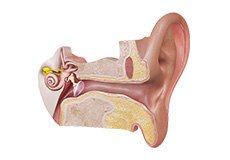 Anatomy of the Ear