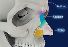 Anatomy of the Nose